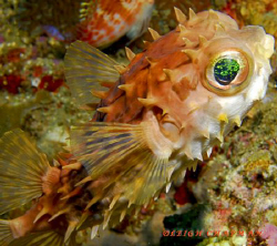 Orbicular  Burrfish. Bunaken. Nikon D200. by Leigh Chapman 